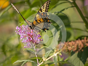 Papilio glaucus, eastern tiger swallowtail