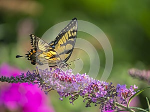 Papilio glaucus, eastern tiger swallowtail
