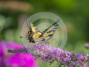 Papilio glaucus, eastern tiger swallowtail