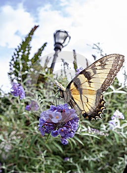 Papilio glaucus, eastern tiger swallowtail