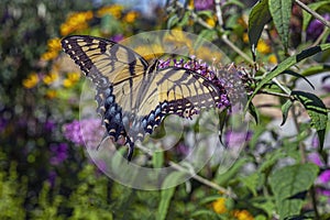 Papilio glaucus, eastern tiger swallowtail