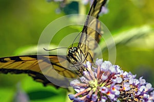 Papilio glaucus, eastern tiger swallowtail