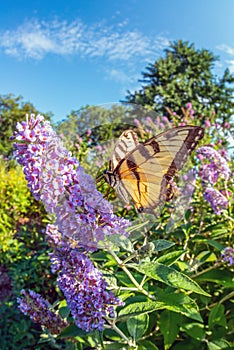 Papilio glaucus, eastern tiger swallowtail