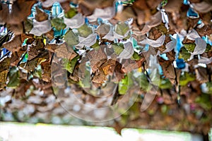 Papilio gravidarum cocoon farming bali photo