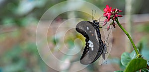 Papilio gravidarum, the Malabar raven mating on a red flower photo