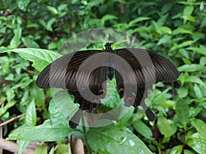 Papilio helenus is a butterfly from the Papilionidae family. It has broad wings and tends to have a dark metallic color