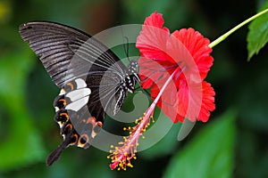 Papilio Helenus feeding on Hibiscus flower, Thailand