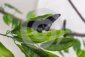 Papilio lowi species of butterflies from family of sailfish Papilionidae. Beautiful butterfly sitting on green leaf of plant
