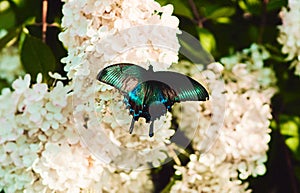 Papilio maackii or alpine black swallowtail or blue machaon butterfly, Papilionidae family