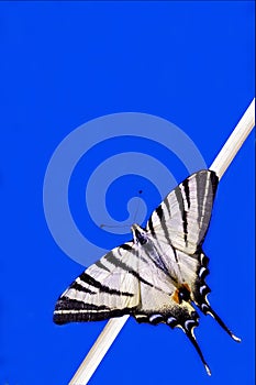 Papilio Macaone on a branch in blue photo