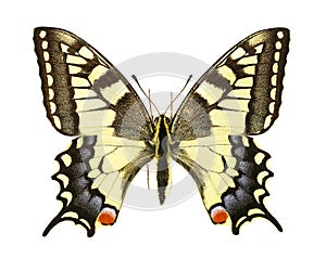 Papilio machaon