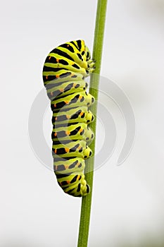 Papilio machaon