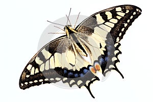 Papilio machaon photo