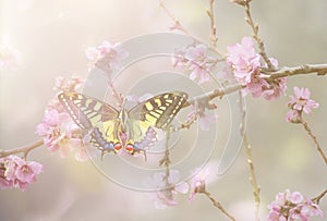 Papilio machaon in Blossom