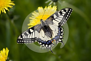 Papilio machaon britannicus photo