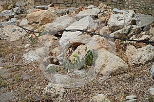 A Papilio machaon butterfly flutters between stones near the flowers of Crithmum maritimum in August. Rhodes Island, Greece