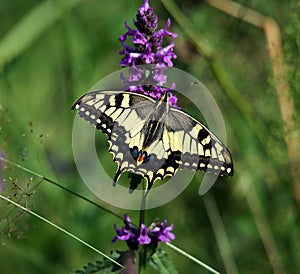 Papilio machaon - butterfly photo