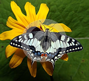 Papilio machaon - butterfly photo