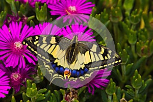 Papilio machaon butterfly posing on the carpobrotus edulis flowers