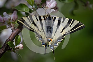 Papilio Machaon, butterfly in a tree