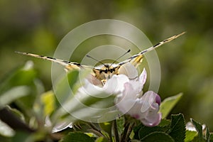 Papilio Machaon, butterfly in a tree