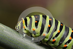 Papilio machaon caterpillar photo
