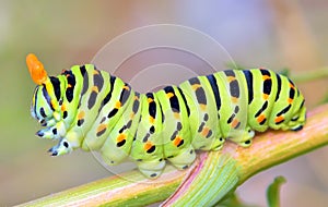 Papilio machaon photo