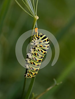 Papilio machaon larva