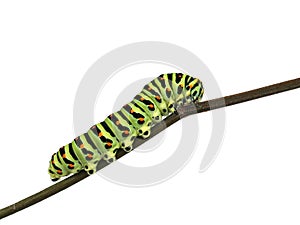 Papilio machaon larva