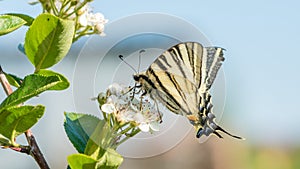 Papilio machaon, the Old World or common yellow swallowtail, is a butterfly of the family Papilionidae.