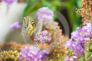 Papilio machaon, the Old World swallowtail, butterfly