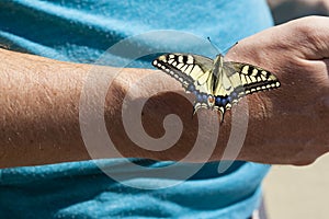 Papilio machaon - Old World swallowtail butterfly