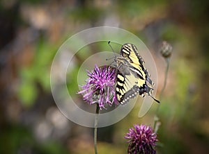 Papilio machaon, the Old World swallowtail, is a butterfly of the family Papilionidae