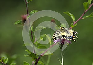 Papilio machaon, the Old World swallowtail, is a butterfly of the family Papilionidae