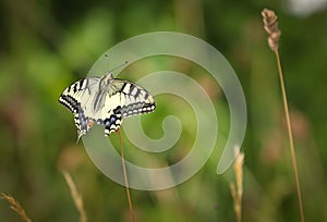 Papilio machaon, the Old World swallowtail, is a butterfly of the family Papilionidae