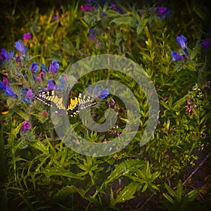 Papilio machaon, the Old World swallowtail, is a butterfly of the family Papilionidae.