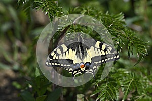 Papilio machaon, the Old World swallowtail, is a butterfly of the family Papilionidae.