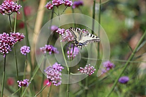 Papilio machaon. Old World Swallowtail butterfly. Purple flowers, Verbena bonariensis.