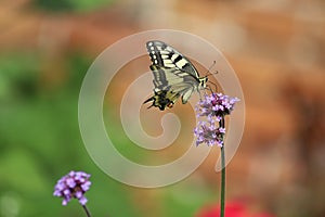 Papilio machaon. Old World Swallowtail butterfly. Purple flowers, Verbena bonariensis.