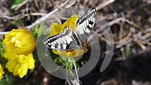 Papilio machaon, the Old World swallowtail butterfly sitting on a yellow flower in the garden