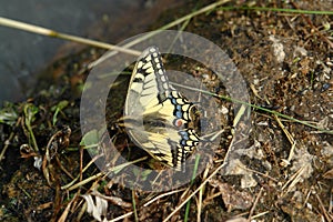 Papilio machaon (the Old World swallowtail) on the ground at the brook