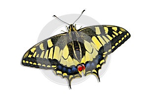 Papilio Machaon (Papilionidae) - Swallotail