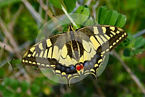 Papilio Machaon (Papilionidae) - Swallotail