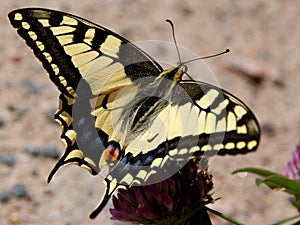 Papilio Machaon, Swallowtail Butterfly photo