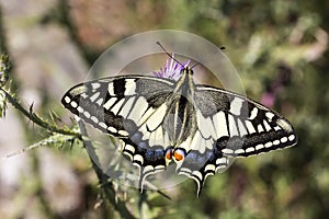 Papilio machaon, Swallowtail butterfly from Italy