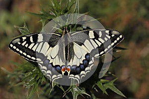 Papilio machaon, Swallowtail butterfly from Italy