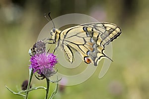 Papilio machaon, Swallowtail butterfly from Lower Saxony, Germany