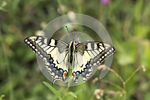 Papilio machaon, Swallowtail butterfly from Lower Saxony, Germany