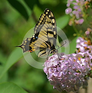 Papilio machaon - butterfly photo