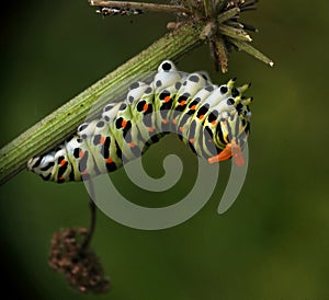 Papilio machaon - butterfly Larva photo